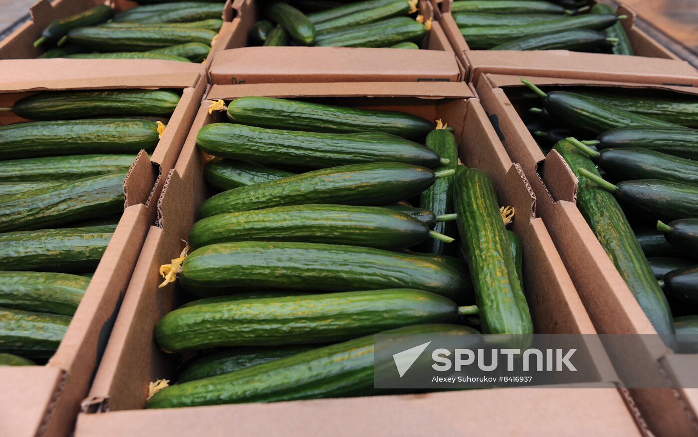 Russia Agriculture
