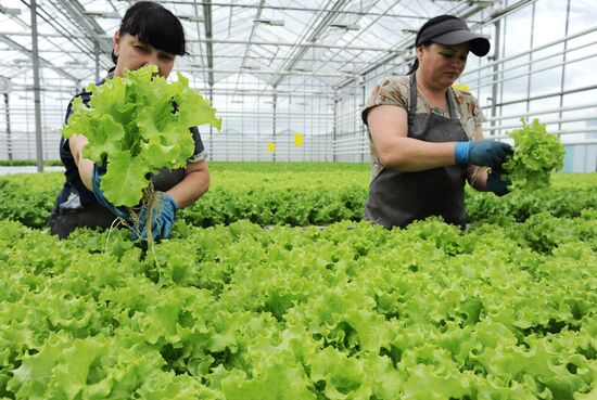 Russia Agriculture