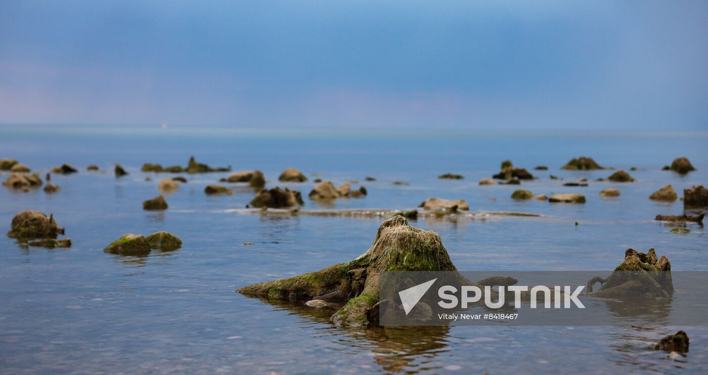 Russia Environment Fossilized Forest