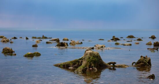 Russia Environment Fossilized Forest