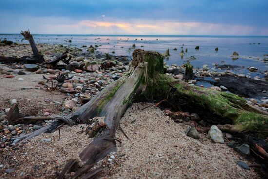 Russia Environment Fossilized Forest