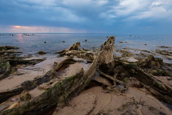 Russia Environment Fossilized Forest