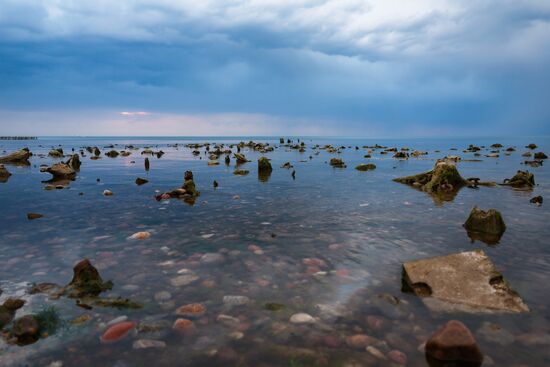 Russia Environment Fossilized Forest