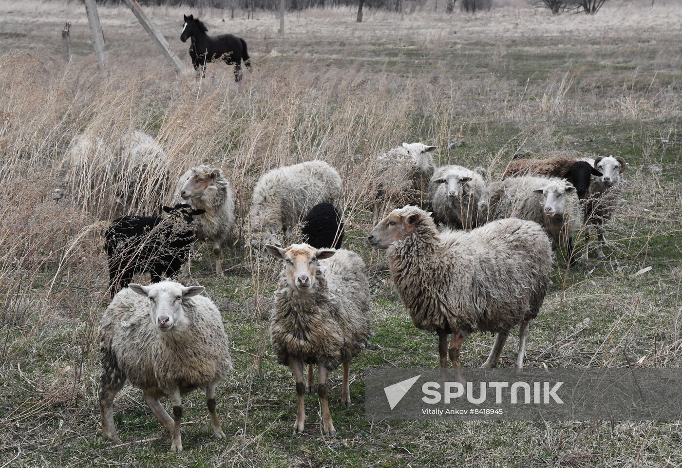 Russia Agriculture