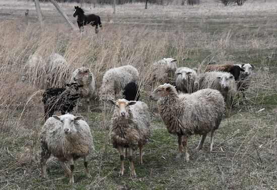 Russia Agriculture