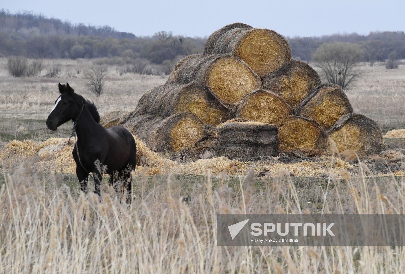 Russia Agriculture