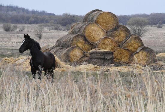 Russia Agriculture