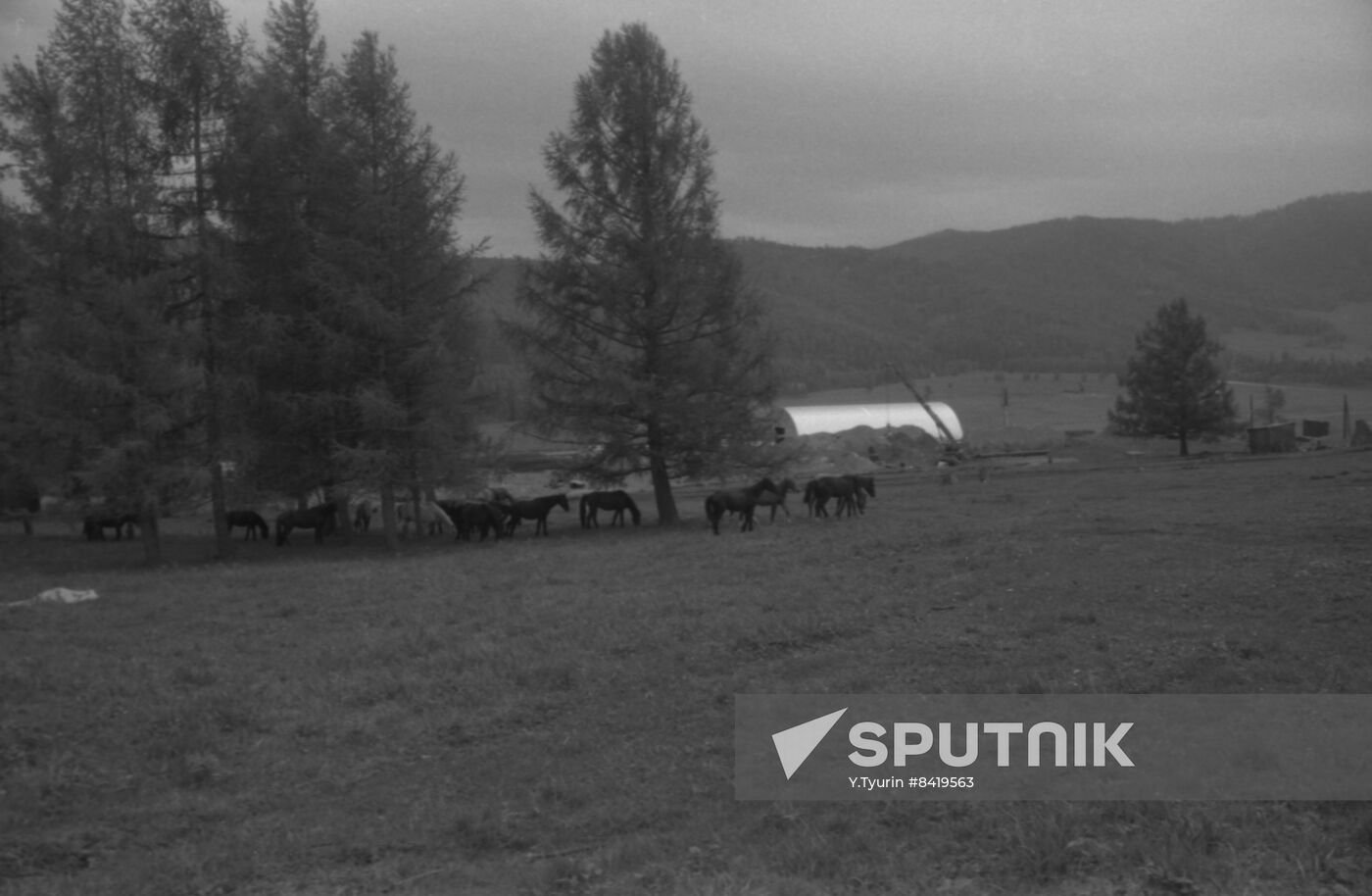 Construction of Altai Territory meat slaughterhouse by New Zealand specialists