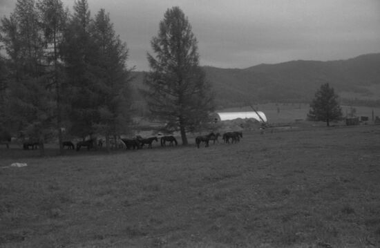 Construction of Altai Territory meat slaughterhouse by New Zealand specialists