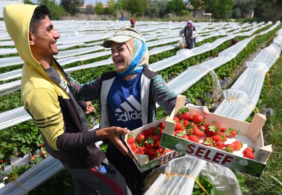 Turkey Agriculture