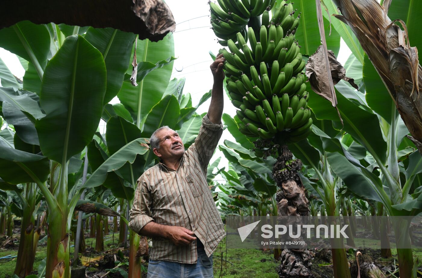 Turkey Agriculture