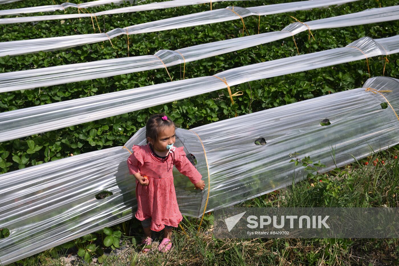 Turkey Agriculture