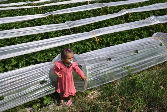 Turkey Agriculture