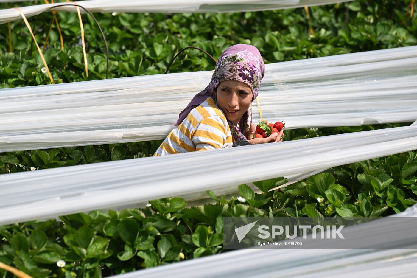 Turkey Agriculture