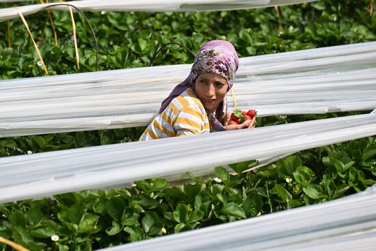 Turkey Agriculture