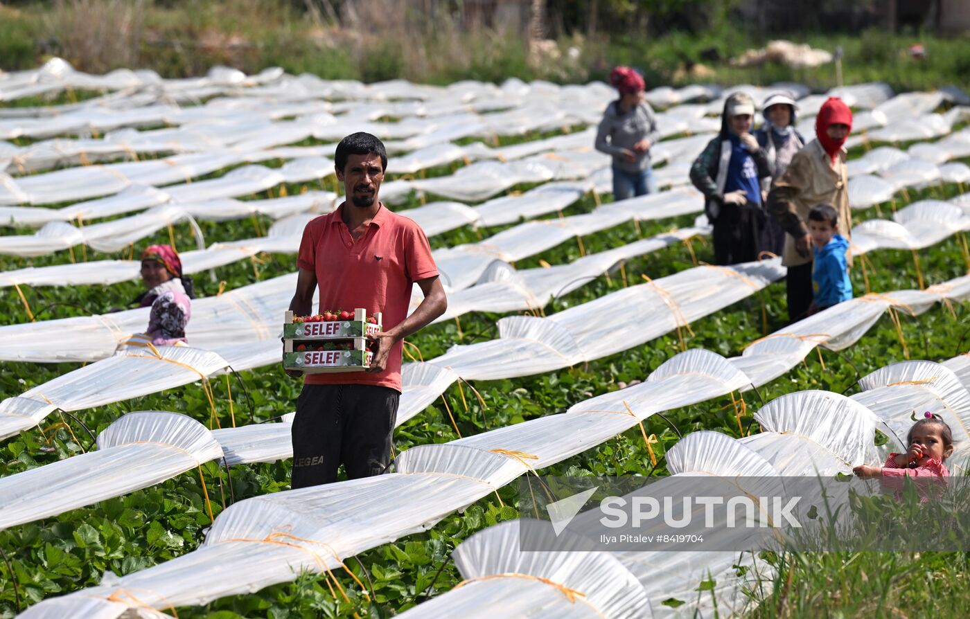 Turkey Agriculture