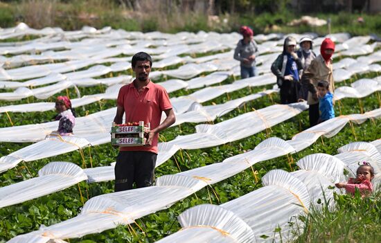 Turkey Agriculture