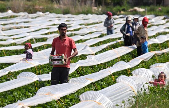 Turkey Agriculture