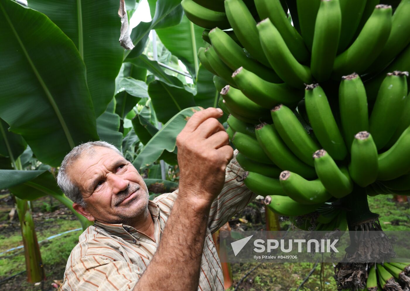 Turkey Agriculture