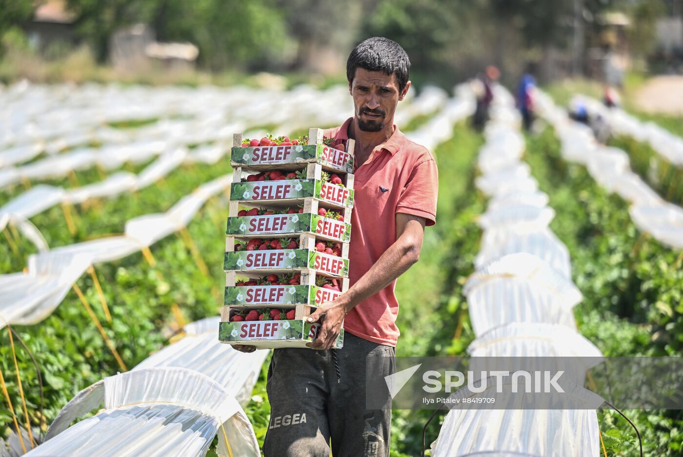 Turkey Agriculture