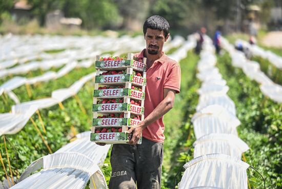 Turkey Agriculture