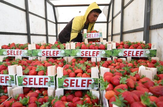 Turkey Agriculture