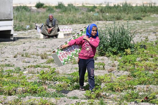 Turkey Agriculture