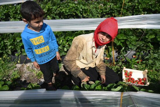 Turkey Agriculture