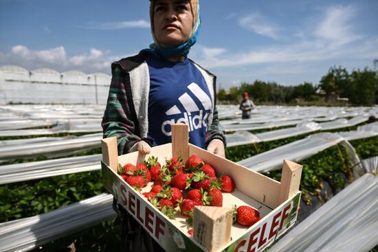 Turkey Agriculture