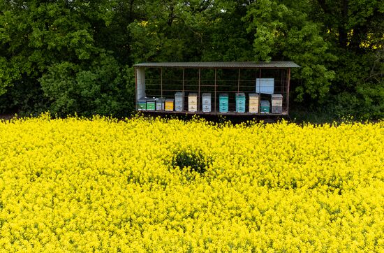 Russia Agriculture Rapeseed