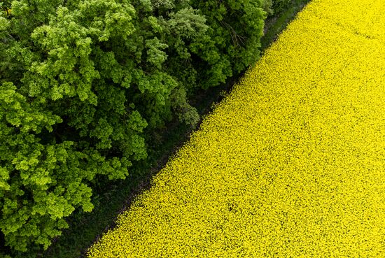 Russia Agriculture Rapeseed