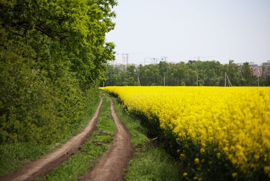 Russia Agriculture Rapeseed