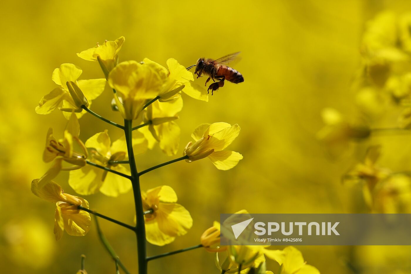 Russia Agriculture Rapeseed