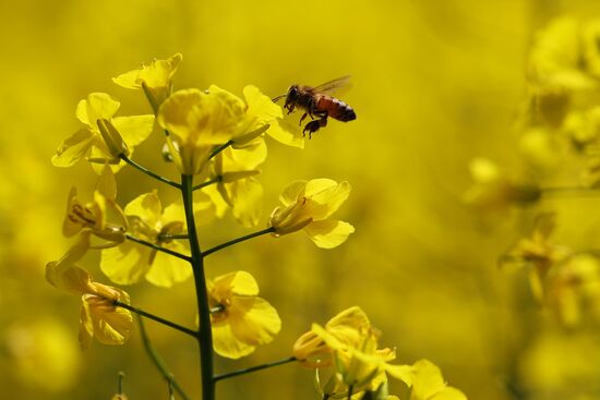 Russia Agriculture Rapeseed