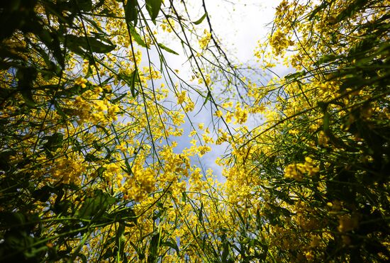 Russia Agriculture Rapeseed
