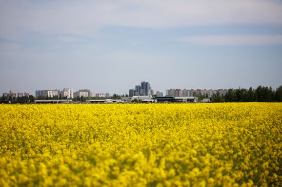 Russia Agriculture Rapeseed