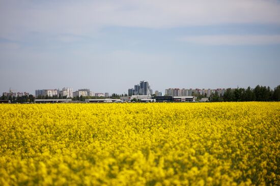 Russia Agriculture Rapeseed
