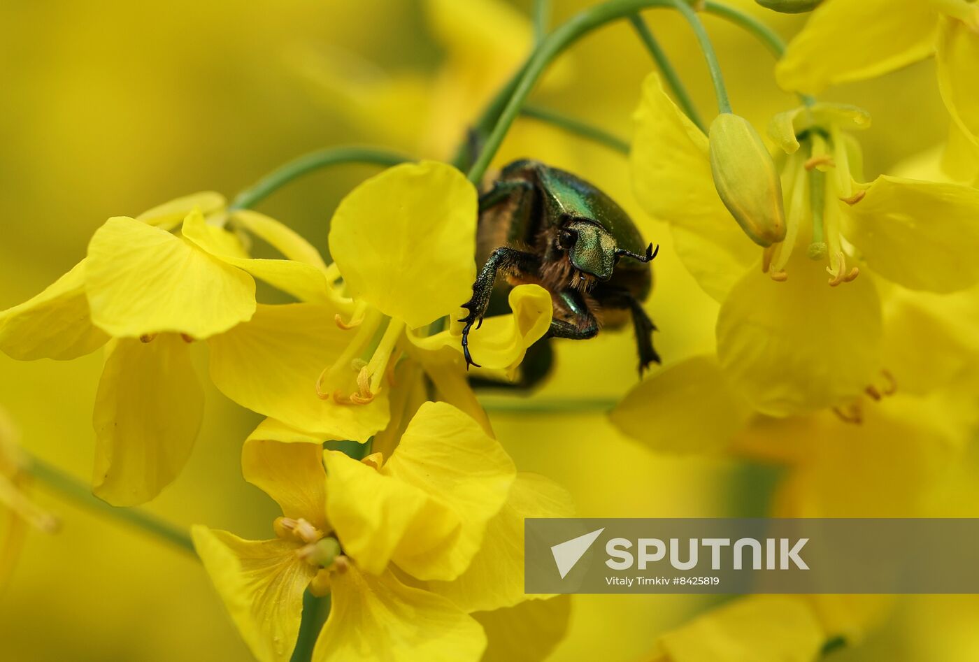 Russia Agriculture Rapeseed