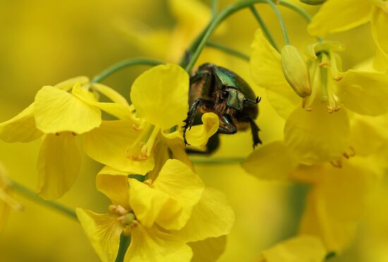 Russia Agriculture Rapeseed