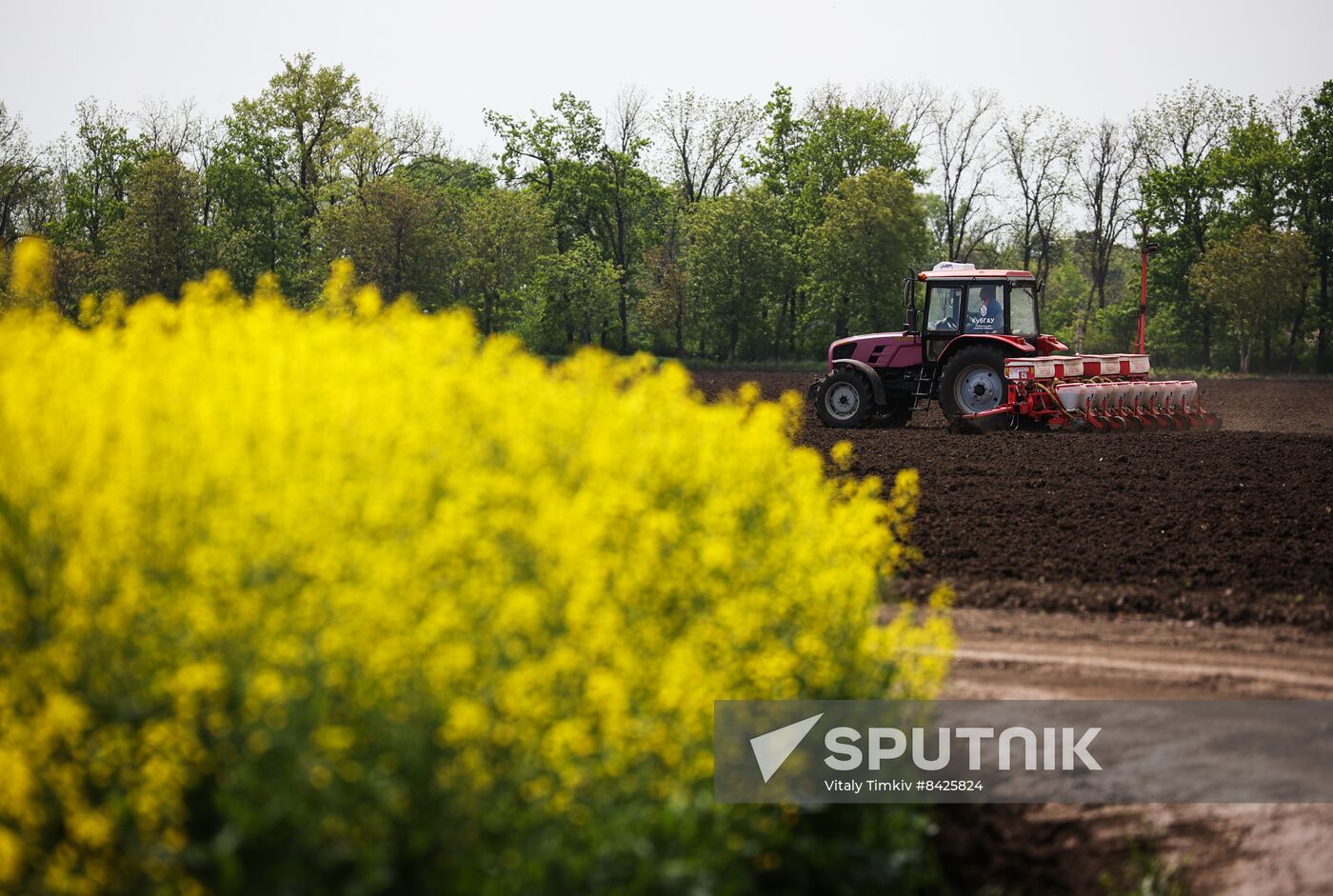 Russia Agriculture Rapeseed