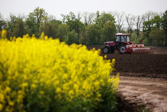 Russia Agriculture Rapeseed