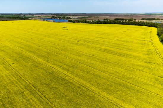 Russia Agriculture Rapeseed