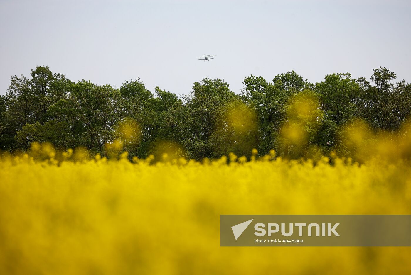 Russia Agriculture Rapeseed