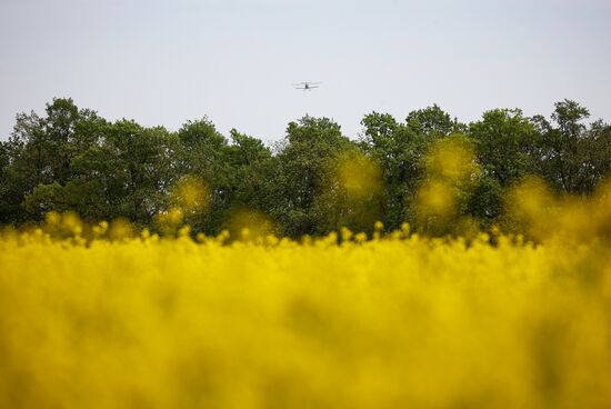 Russia Agriculture Rapeseed