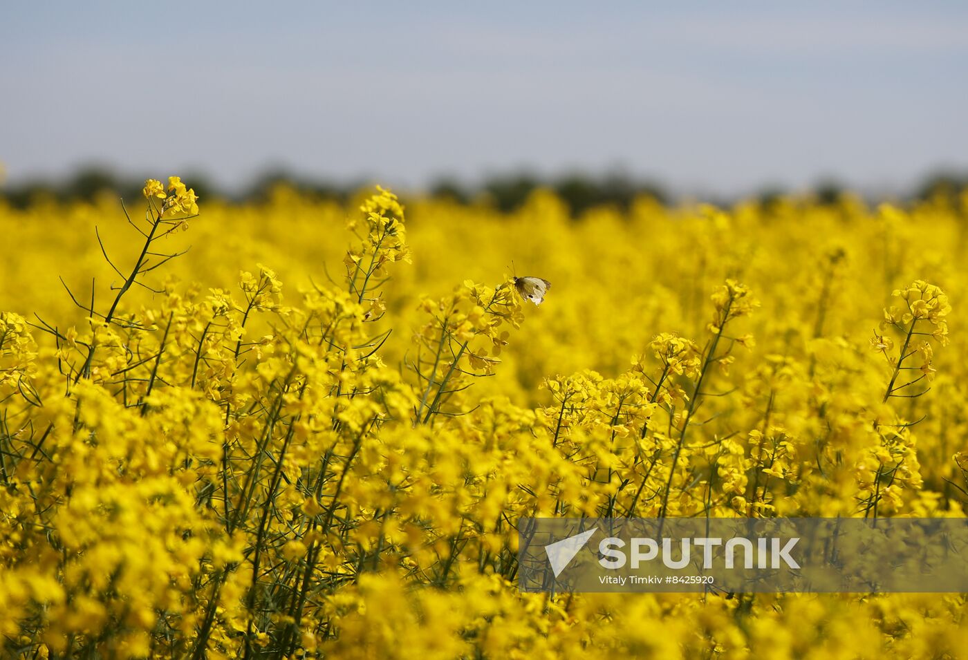 Russia Agriculture Rapeseed