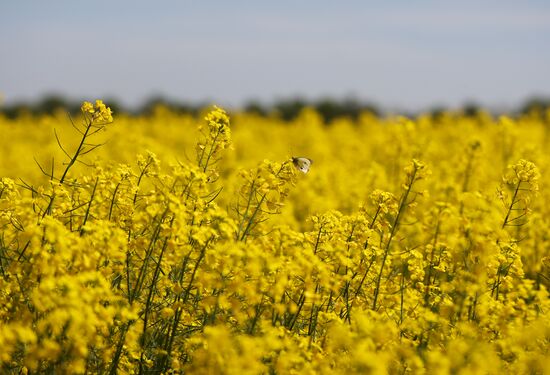 Russia Agriculture Rapeseed