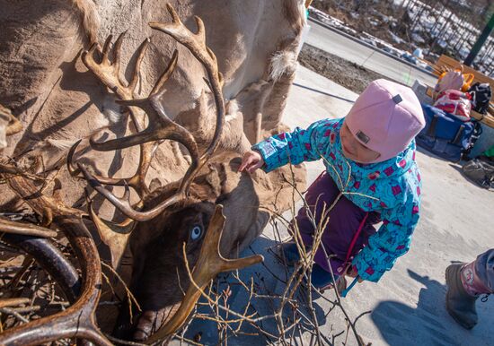 Russia Reindeer Ceremonial Feast