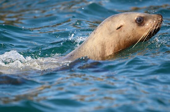 Russia Steller Sea Lions