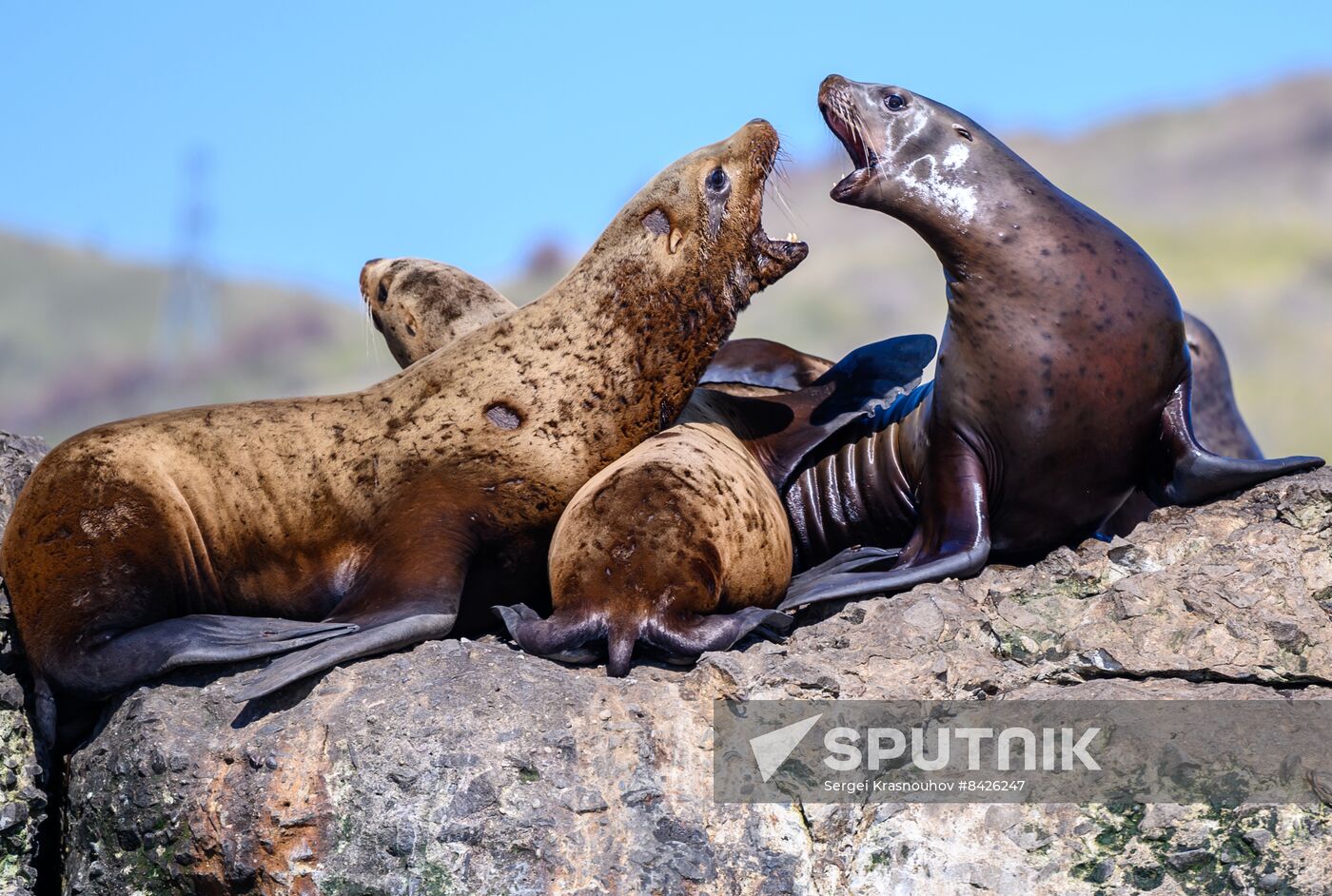 Russia Steller Sea Lions