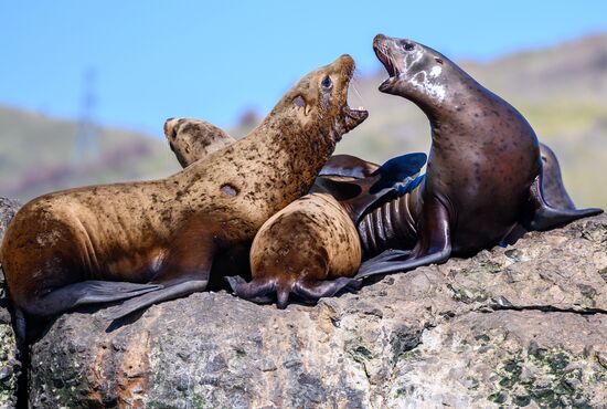 Russia Steller Sea Lions